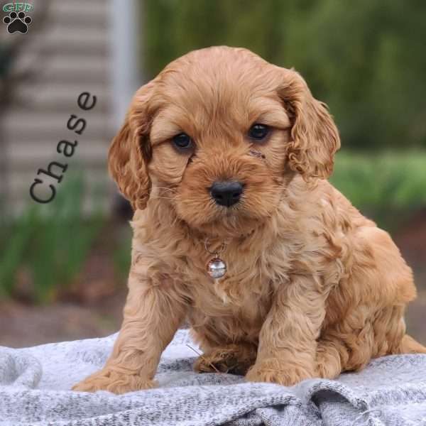 Chase, Cavapoo Puppy